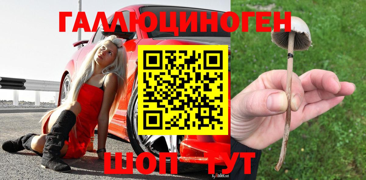 Псилоцибиновые грибы Psilocybe Ленинск-Кузнецкий